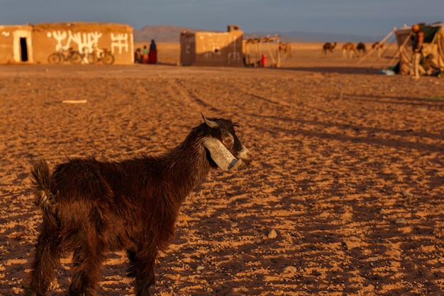 Cabra preta em frente a uma casa berbere. deserto do saara em marrocos