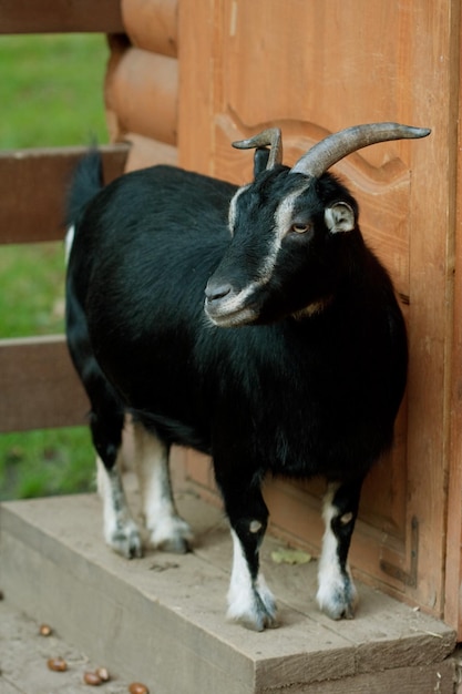 Cabra preta no zoológico