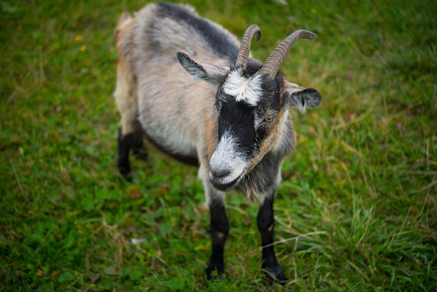 Foto cabra. retrato de una cabra en una granja en el pueblo. hermosa cabra