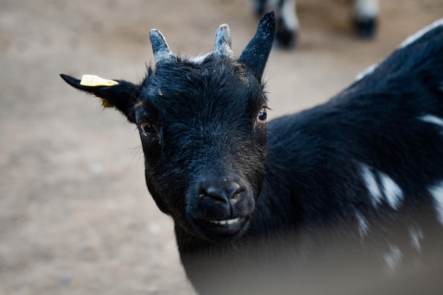 Cabra salvaje en el zoológico