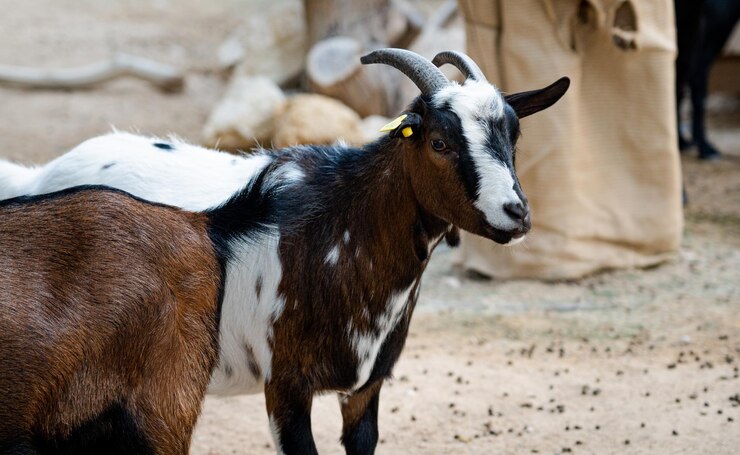 Cabra salvaje en el zoológico