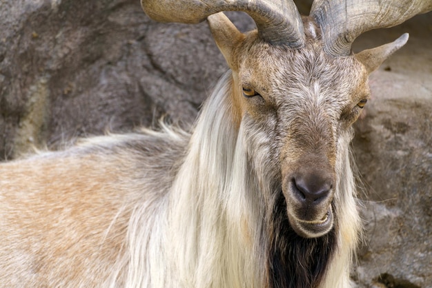 Cabra selvagem na rocha Herbívoro na natureza