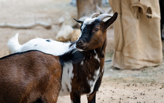 Cabra selvagem no zoológico