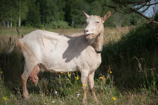 Una cabra vieja con una gran ubre come agujas de pino