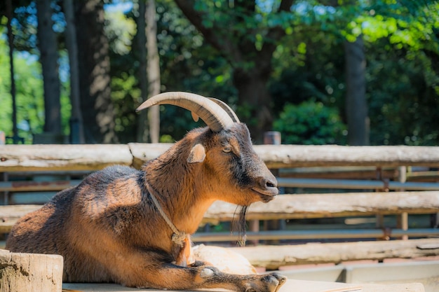 Cabra en zoológico