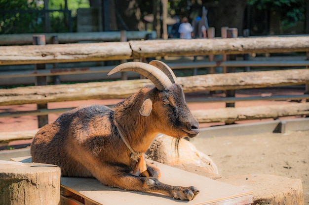 Cabra en zoológico