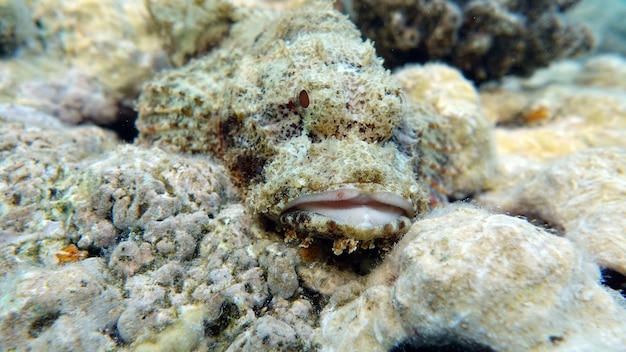 Cabracho con borlas. Peces - Scorpaenidae. . Scorpaenidae. Escorpenopsis de cabeza plana.