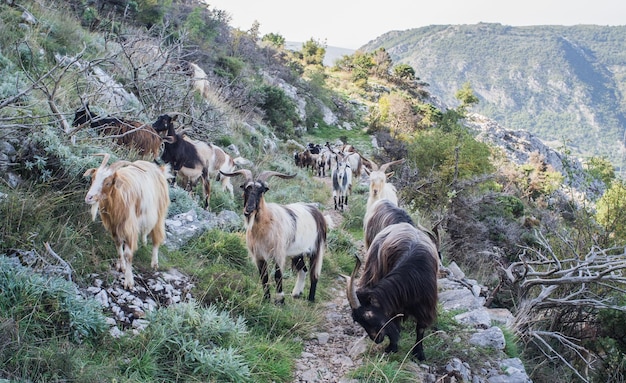 Cabras a pastar na montanha