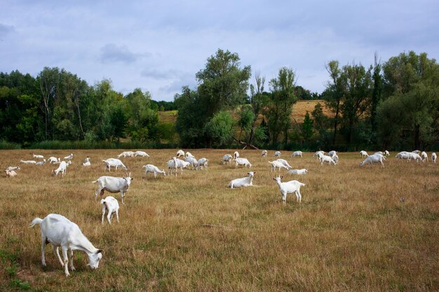 Cabras a pastar no campo