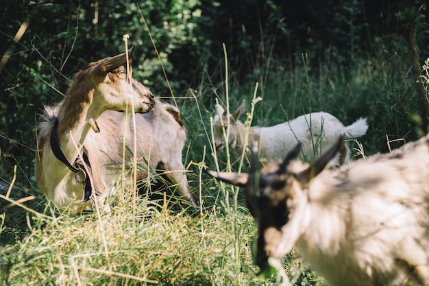 Cabras adultas y jóvenes en el establo