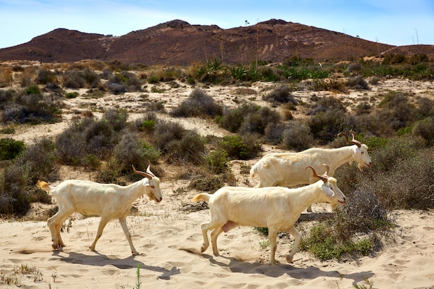 Cabras de almería en cabo de gata