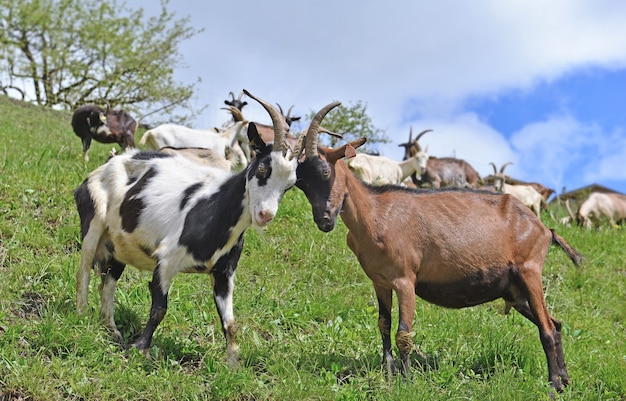 Cabras alpinas peleando en prados