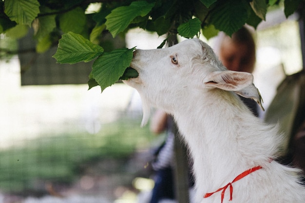 Foto cabras con bebés comiendo hierba y chupando en una granja en australia