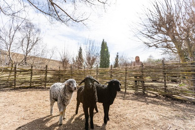 Cabras blancas y ovejas en una granja.