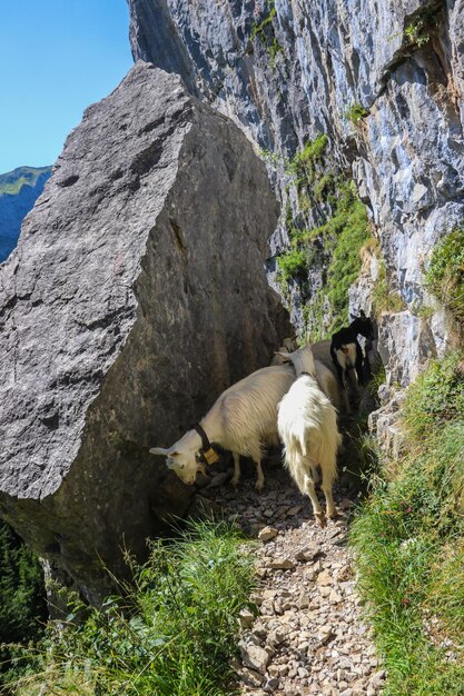 Cabras blancas con pastoreo con campana en los Alpes suizos cerca de Appenzell en la cordillera Alpstein Ebenalp Suiza