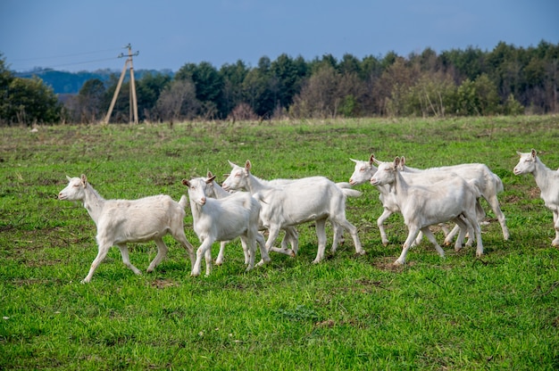 Cabras blancas en un prado de una granja de cabras. Cabras blancas