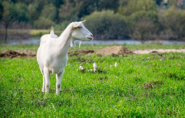 Cabras blancas en un prado de una granja de cabras. Cabras blancas