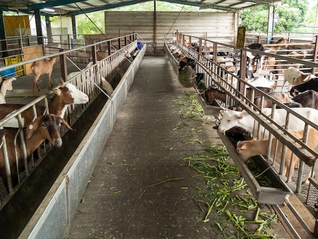 Foto cabras bonitas na fazenda em yilan