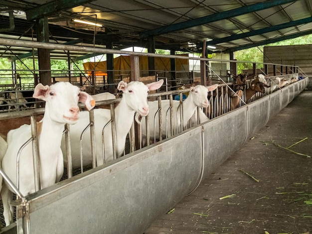 Foto cabras bonitas na fazenda em yilan