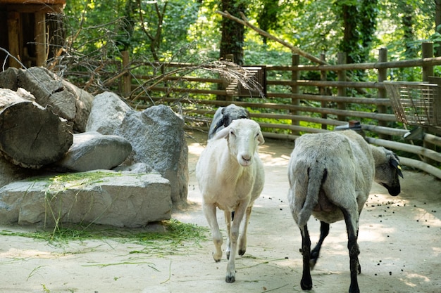 Cabras brancas e cinzas viraram seus rostos e saques para os animais da câmera no zoológico