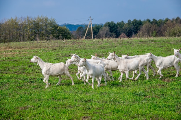 Cabras brancas em um prado de uma fazenda de cabras. Cabras brancas