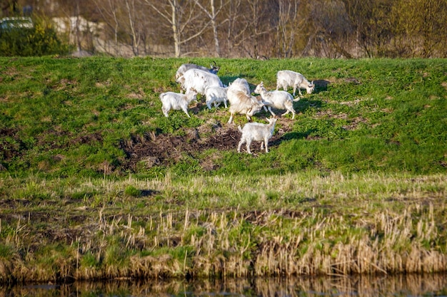 Cabras brancas no pasto com grama verde