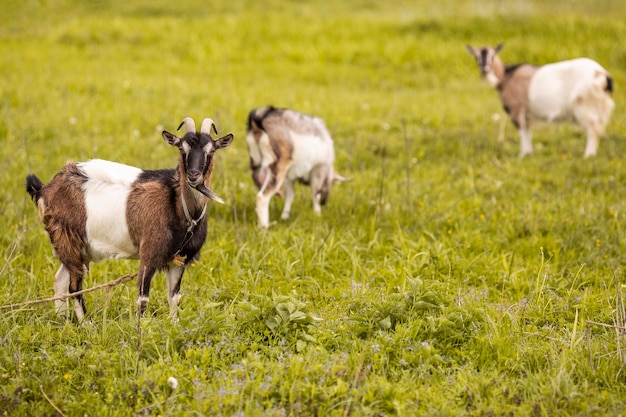 Cabras en campo de hierba