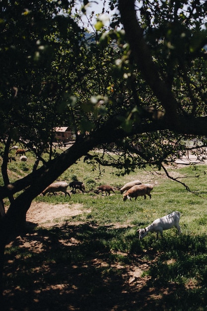 Cabras com bebês comendo grama e mamando em uma fazenda na Austrália