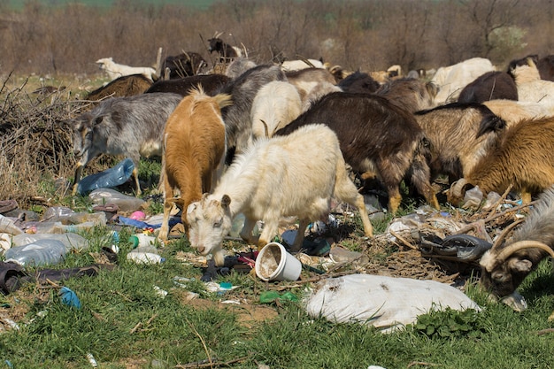 Foto las cabras comen desechos plásticos catástrofe ecológica los animales mueren a causa de los desechos plásticos