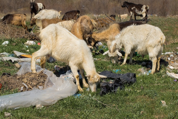 Las cabras comen desechos plásticos Catástrofe ecológica Los animales mueren a causa de los desechos plásticos