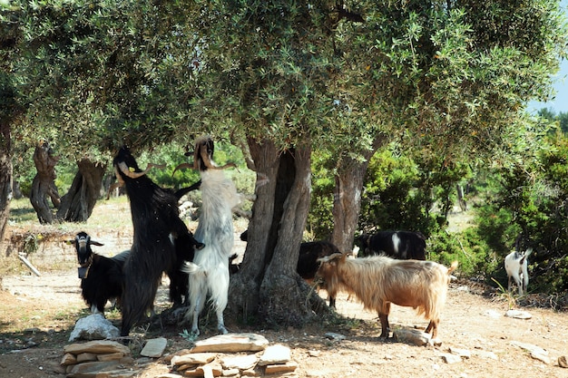 Cabras comendo azeitonas de uma árvore