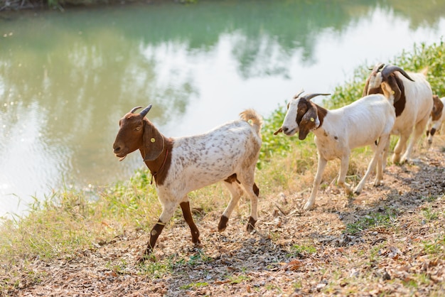 Cabras, comendo grama