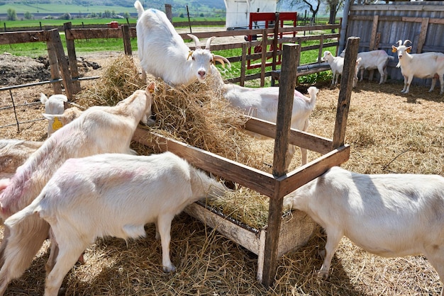 Cabras comendo ração na fazenda em dia ensolarado de verão