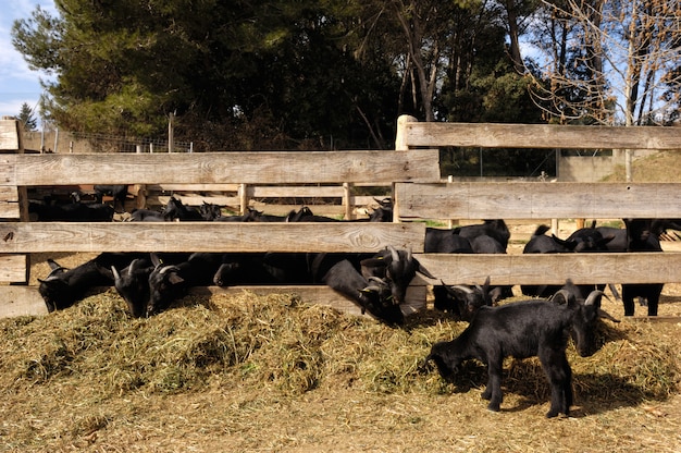 Cabras comiendo en una granja,