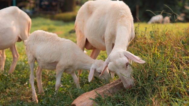 Foto cabras comiendo hierba en el lago