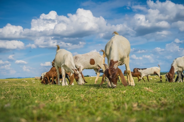 Foto las cabras comiendo hierba en una pastura en la agricultura