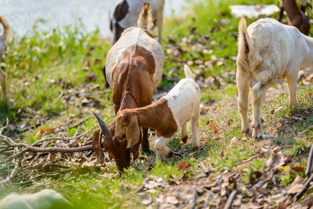 Cabras comiendo pasto