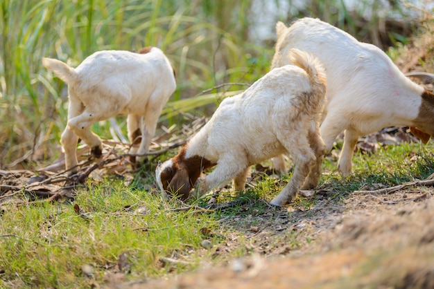 Cabras comiendo pasto