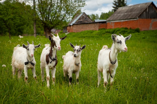 Cabras da aldeia de Kozlovka