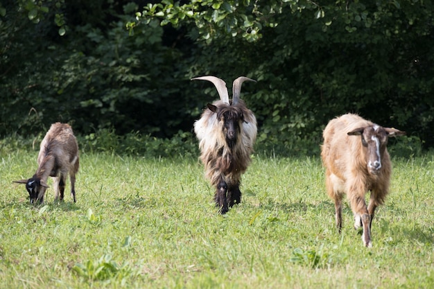Cabras domesticadas deambulando por los pastos en Torre de 'Roveri Italia