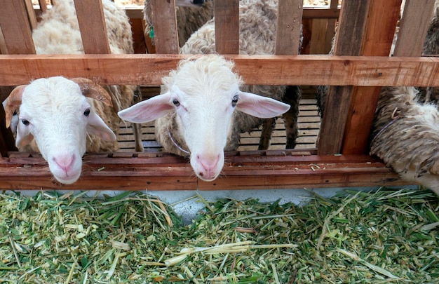 Cabras domésticas comiendo hierba fermentada en la granja en Kulon Progo Yogyakarta Indonesia