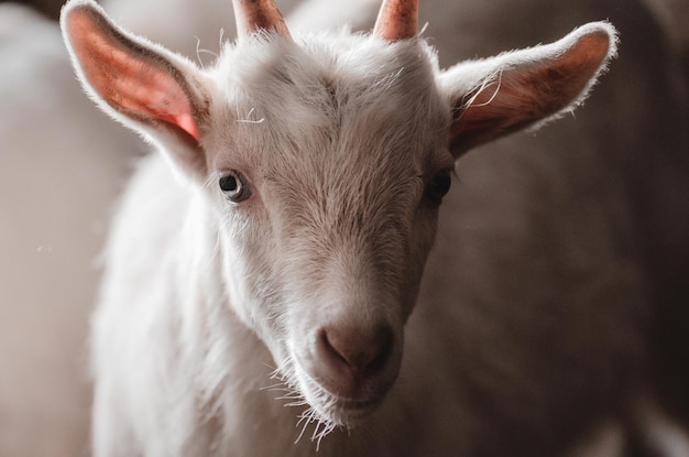 Cabras domésticas en la granja Cabrito en el granero de pie en un refugio de madera