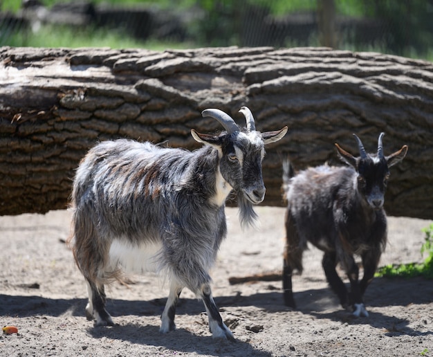 Cabras domésticas jóvenes caminando en un día de primavera