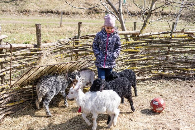 Cabras e ovelhas brancas em uma fazenda.