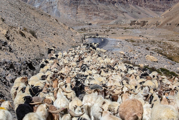 Cabras e ovelhas causando tráfego na montanha do himalaia ao longo da rodovia leh para manali ladakh jammu e região da caxemira índia