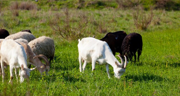 Cabras e ovelhas comendo grama em um dia ensolarado.