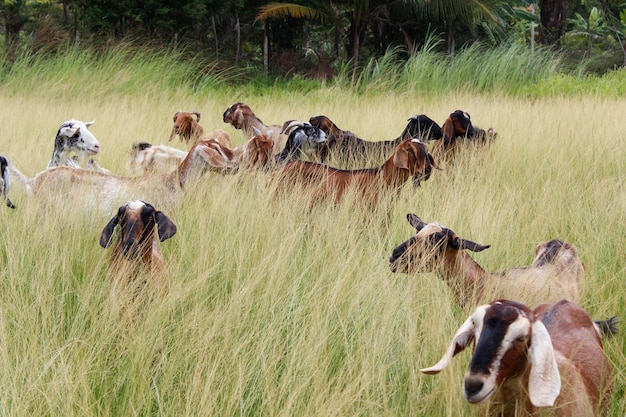 Cabras em campos de grama
