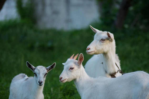 Cabras em pé entre grama verde Cabra e cabrito Rebanho de cabras de fazenda Cabra amigável para pessoas