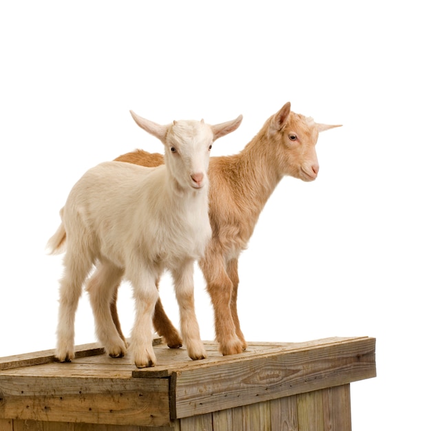 Cabras em pé isolado em um fundo branco