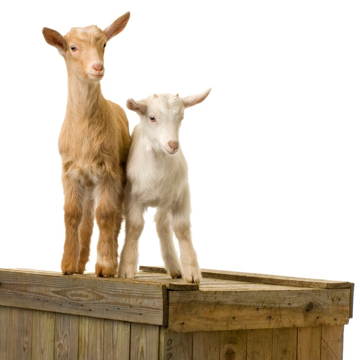 Foto cabras em pé isolado em um fundo branco